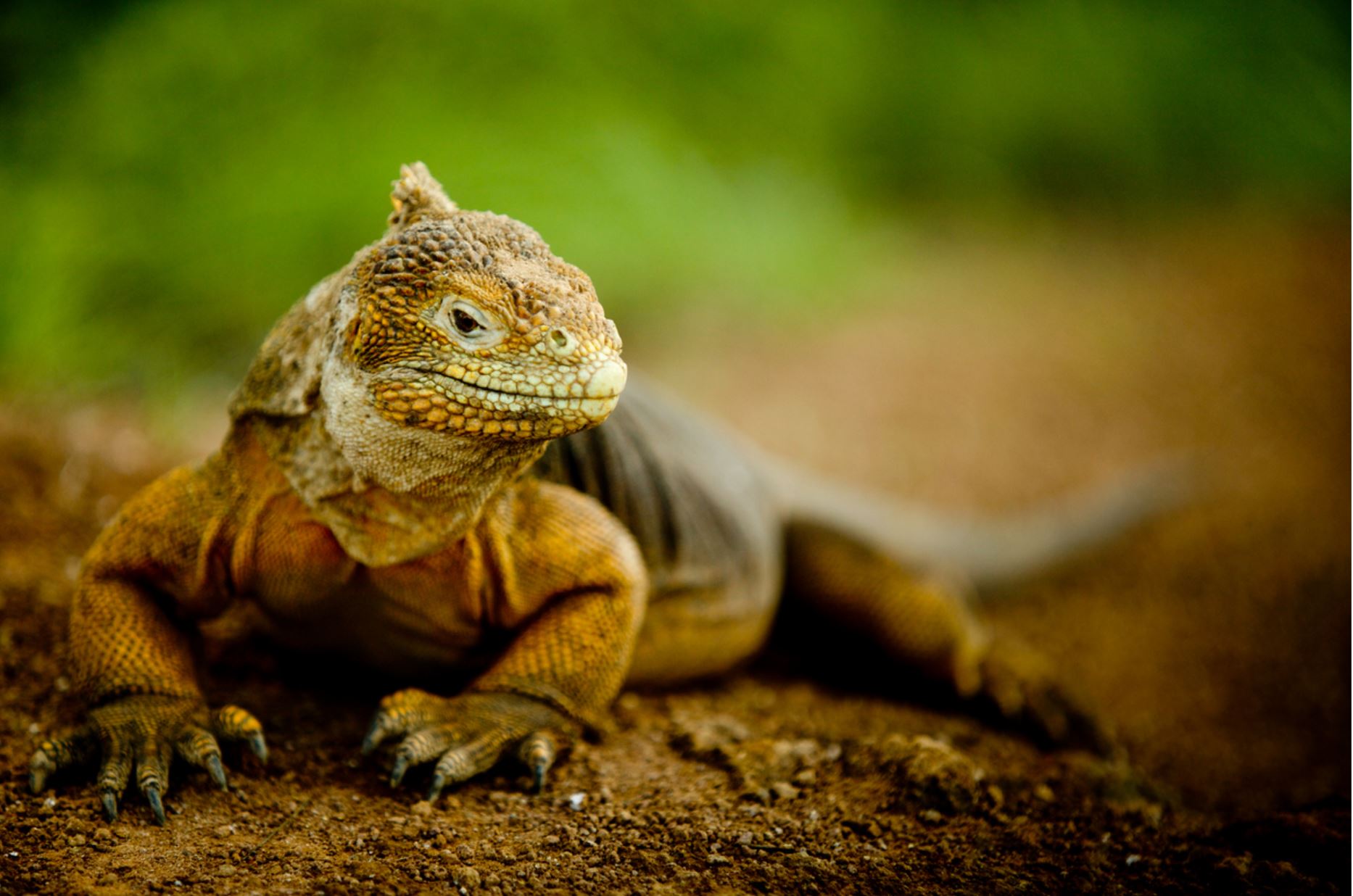 Galapagos Tierwelt Galapagos Kreuzfahrten